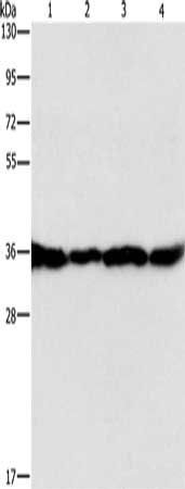 GNB1 antibody