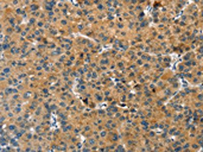 GNB2L1 Antibody