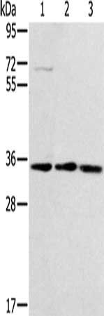 GNB2L1 antibody