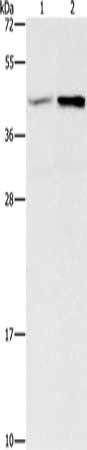 GNB5 Antibody
