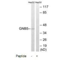 GNB5 antibody