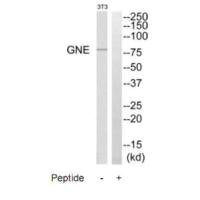 GNE antibody