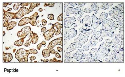 GNE Antibody