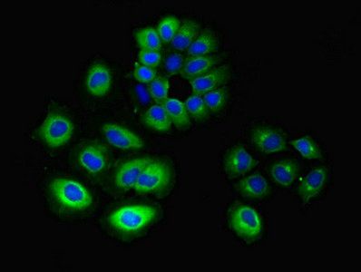 GNG10 Antibody