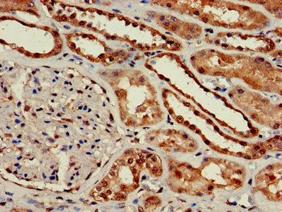GNG10 Antibody