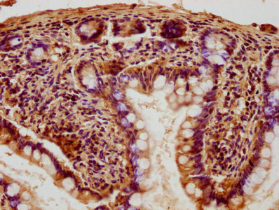 GNG12 Antibody