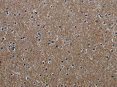 GNG2 Antibody
