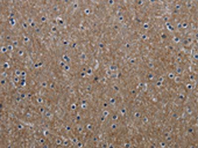 GNG2 antibody