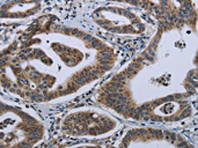 GNG2 antibody