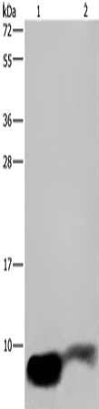 GNG2 Antibody