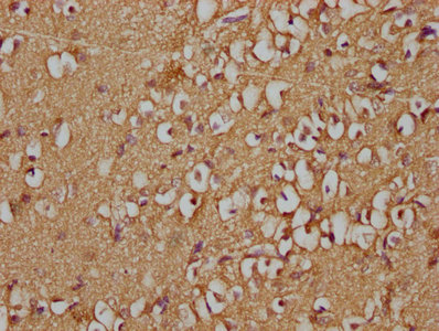 GNG2 Antibody