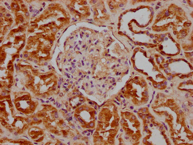 GNG2 antibody