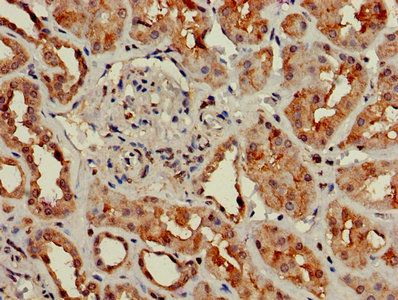 GNG4 Antibody