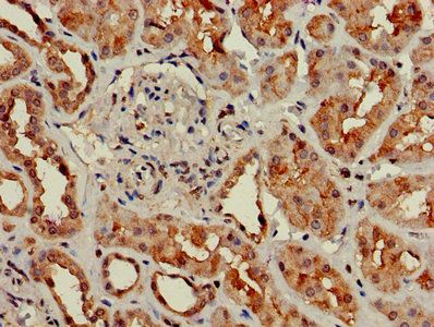 GNG4 antibody