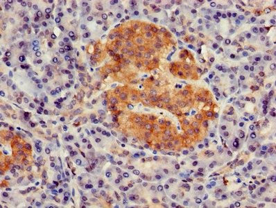 GNG4 Antibody