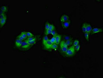 GNG5 Antibody