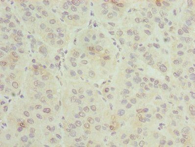 GNG5 Antibody