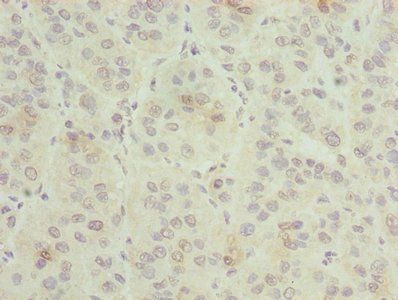 GNG5 antibody