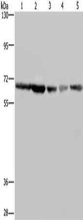 GNL3 antibody