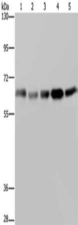 GNL3 Antibody
