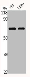 GNL3L antibody