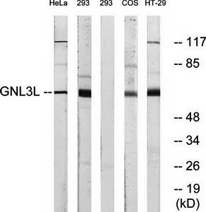 GNL3L Antibody