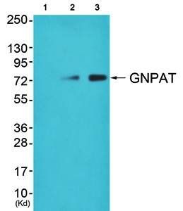 GNPAT antibody