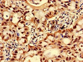GNPNAT1 Antibody