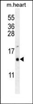 GNRH1 antibody