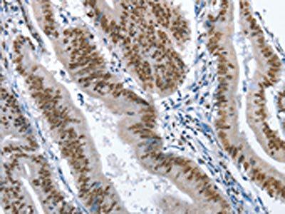 GNRH1 antibody