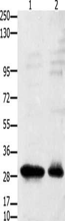 GNRHR antibody