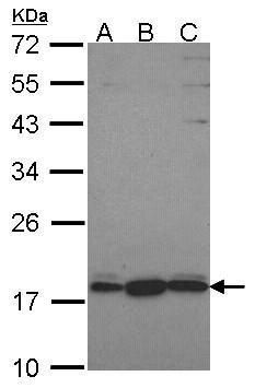 GNRPX antibody
