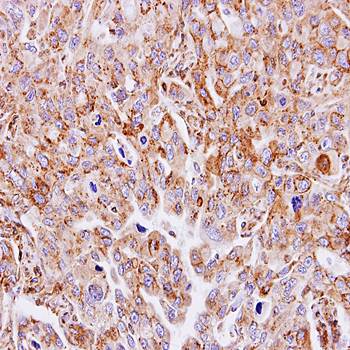 GnT-III antibody