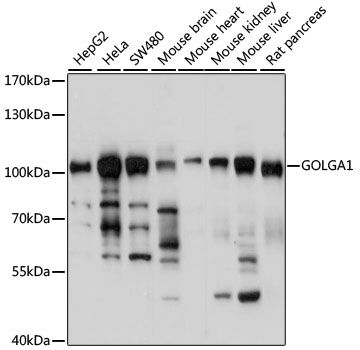 GOLGA1 antibody