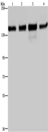 GOLGA2 Antibody