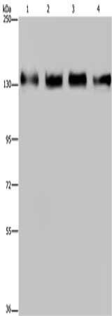 GOLGA2 antibody