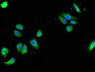 GOLGA3 Antibody