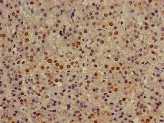 GOLGA3 Antibody