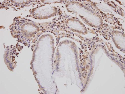 GOLGA3 antibody [C3], C-term