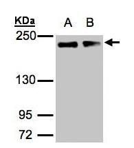 GOLGA3 antibody