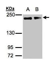 GOLGA3 antibody [C3], C-term