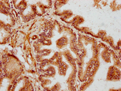 GOLGB1 Antibody