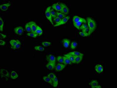 GOLPH3 Antibody