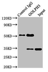 GOLPH3 antibody