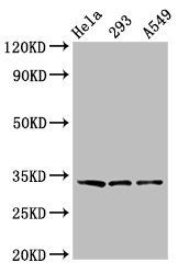 GOLPH3 Antibody