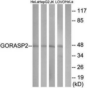 GORASP2 Antibody