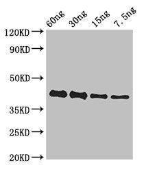 GP antibody