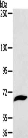 GP1BA Antibody