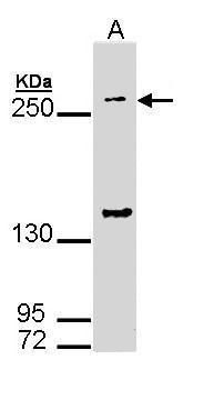 DIP2B antibody