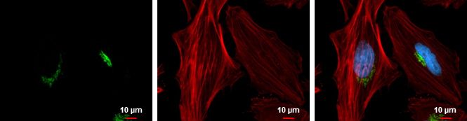 GOLPH2 antibody [C3], C-term